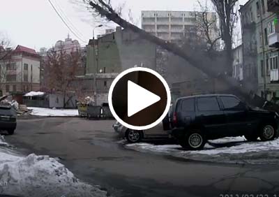Дерево чуть не упало на женщину
